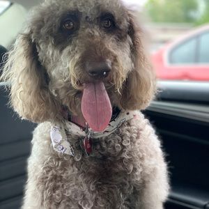 Meet your Posher, Michael